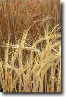 barley