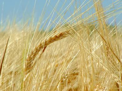 barley