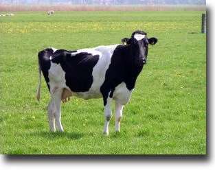Pasture
