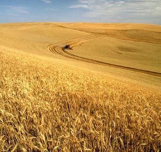 Wheat Harvest