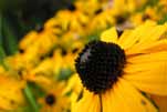 Yellow Flower
